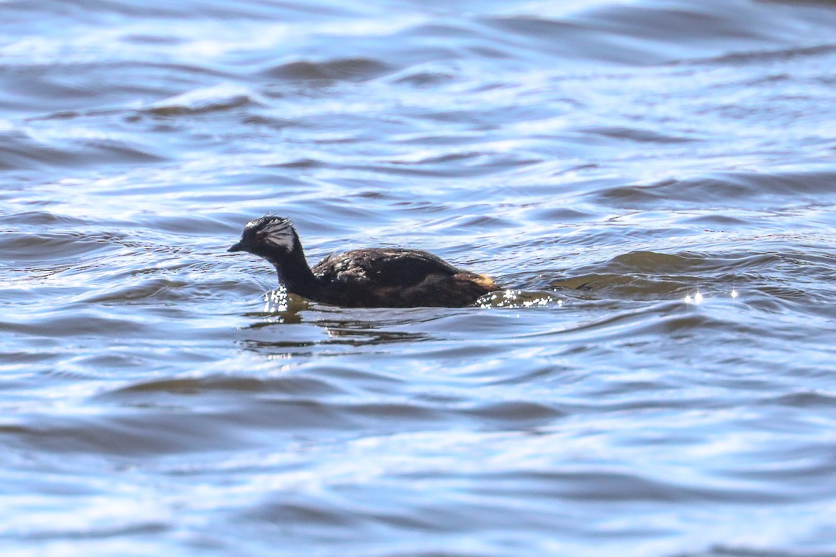 White-tufted Grebe - ML626255635