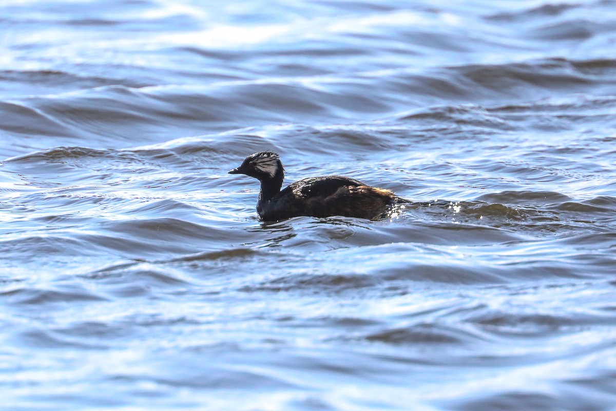 White-tufted Grebe - ML626255636