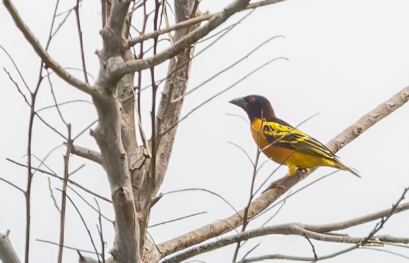 Village Weaver (Black-headed) - ML626255642