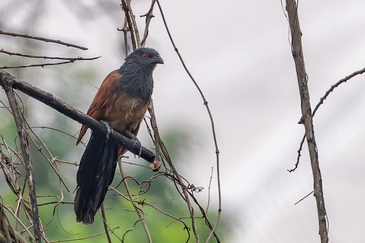 Senegal Coucal - ML626255682