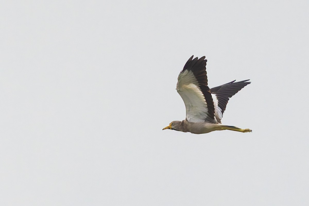 Wattled Lapwing - ML626255704