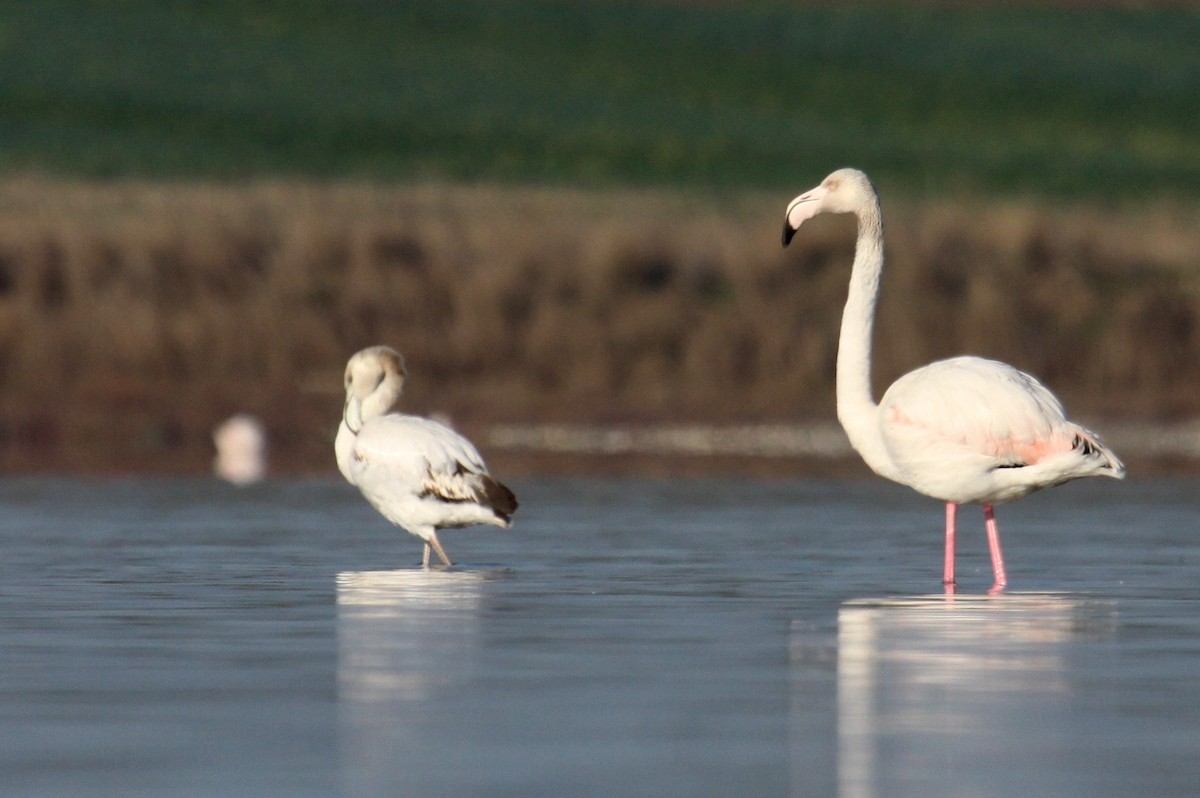 rosenflamingo - ML626255724