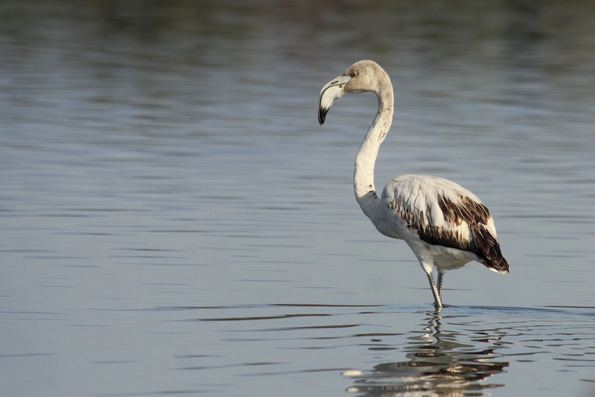 rosenflamingo - ML626255726