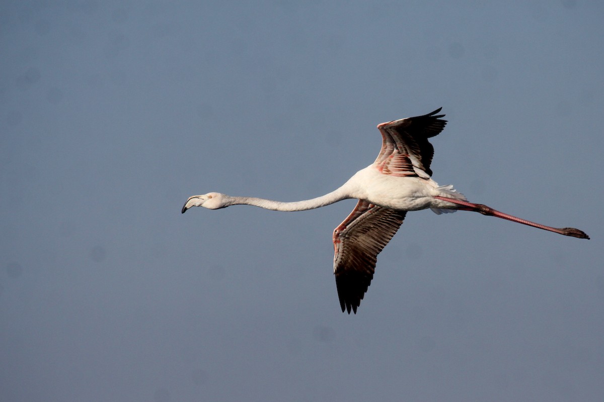 rosenflamingo - ML626255727