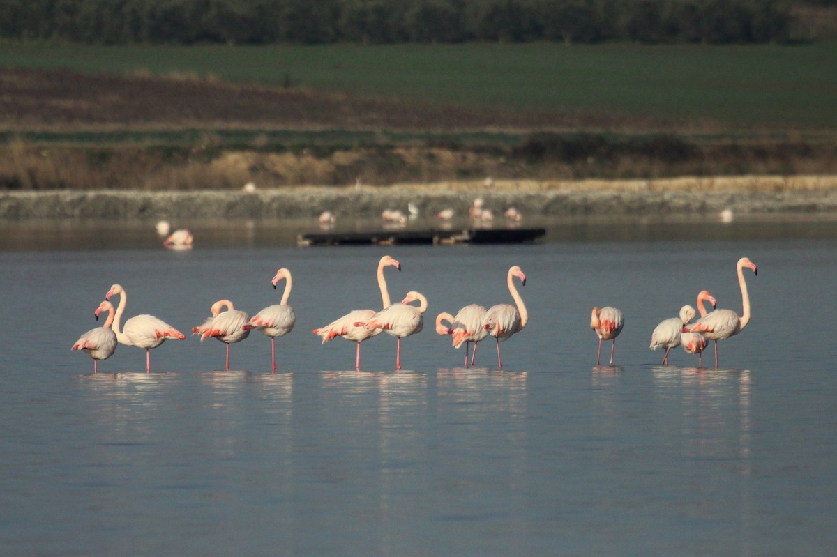 rosenflamingo - ML626255728