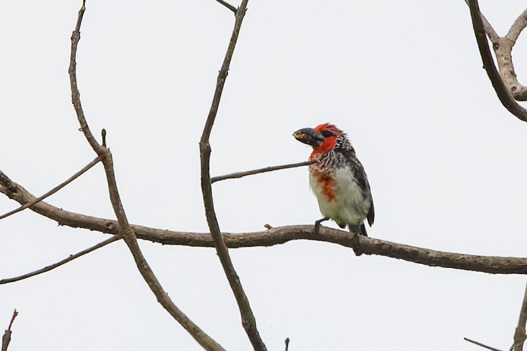 Vieillot's Barbet - ML626255729