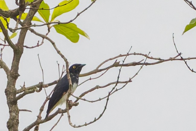 Black-and-white Shrike-flycatcher - ML626255741