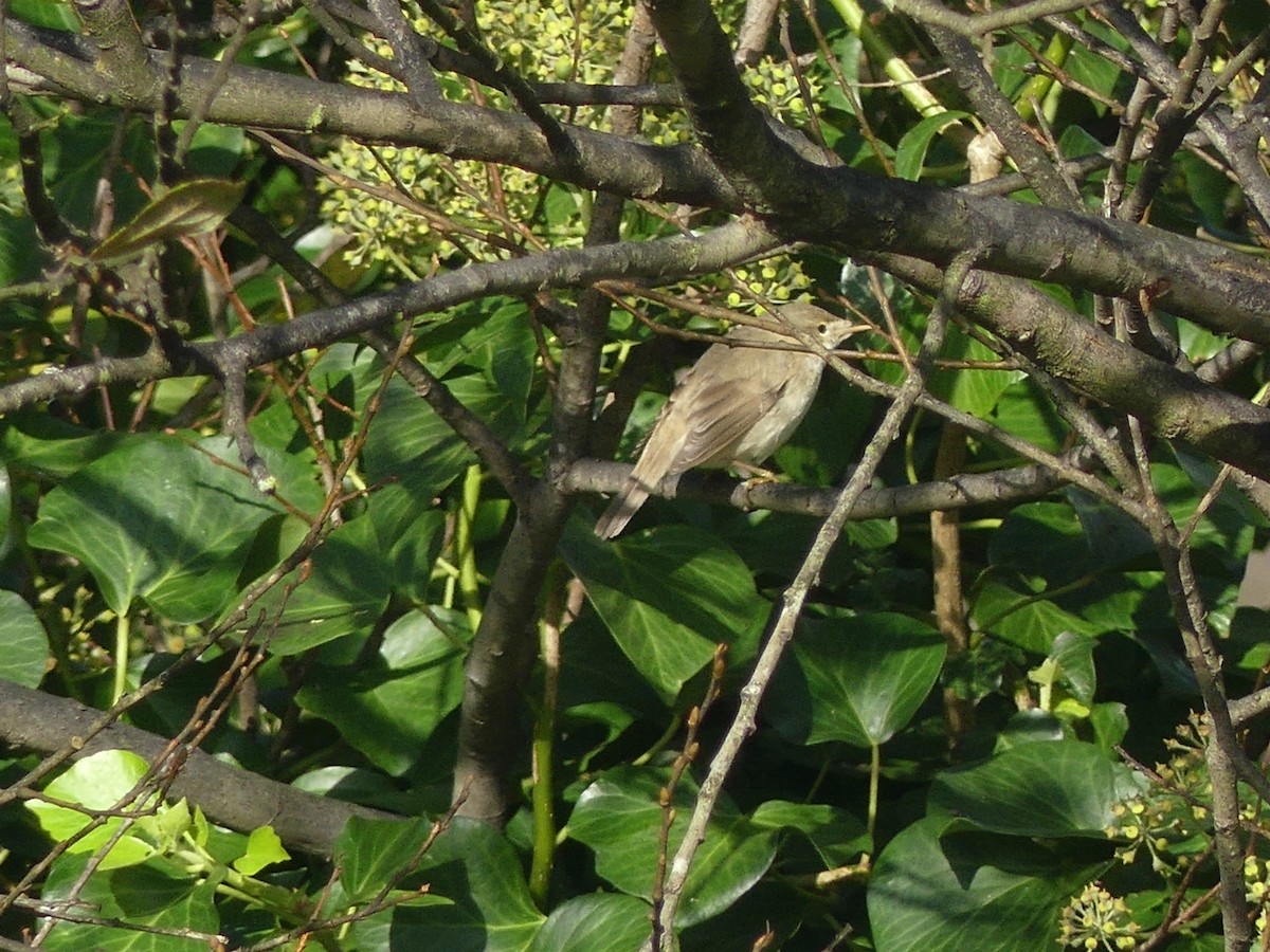 Marsh Warbler - ML626255746