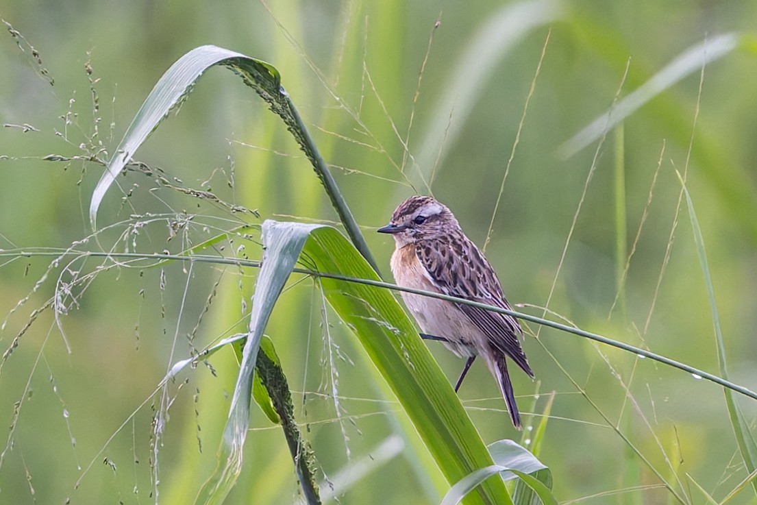 Whinchat - ML626255766