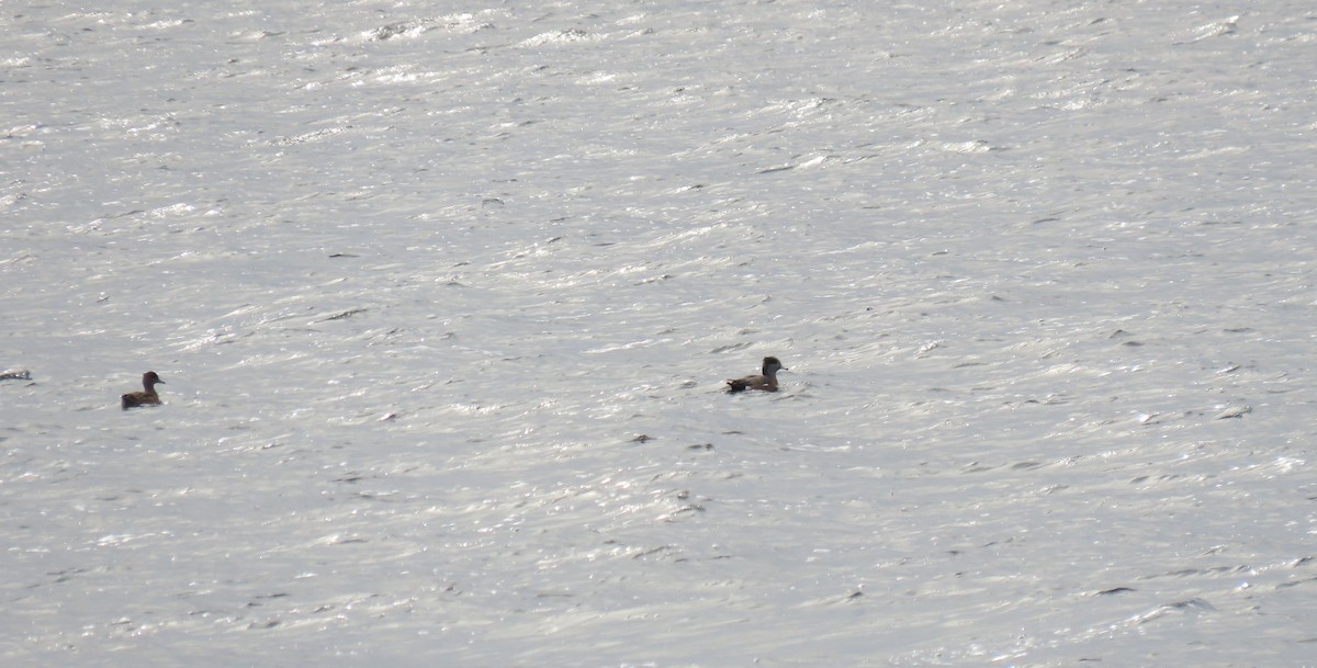 American Wigeon - ML626255782