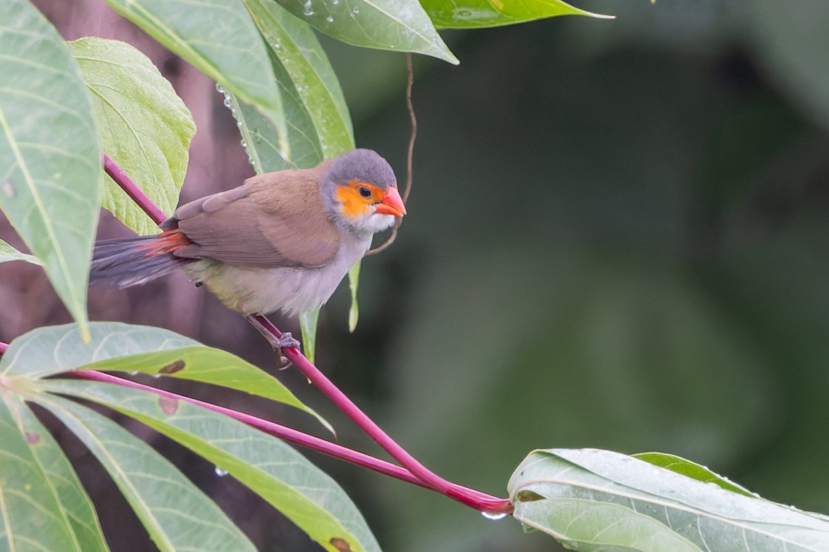 Orange-cheeked Waxbill - ML626255795