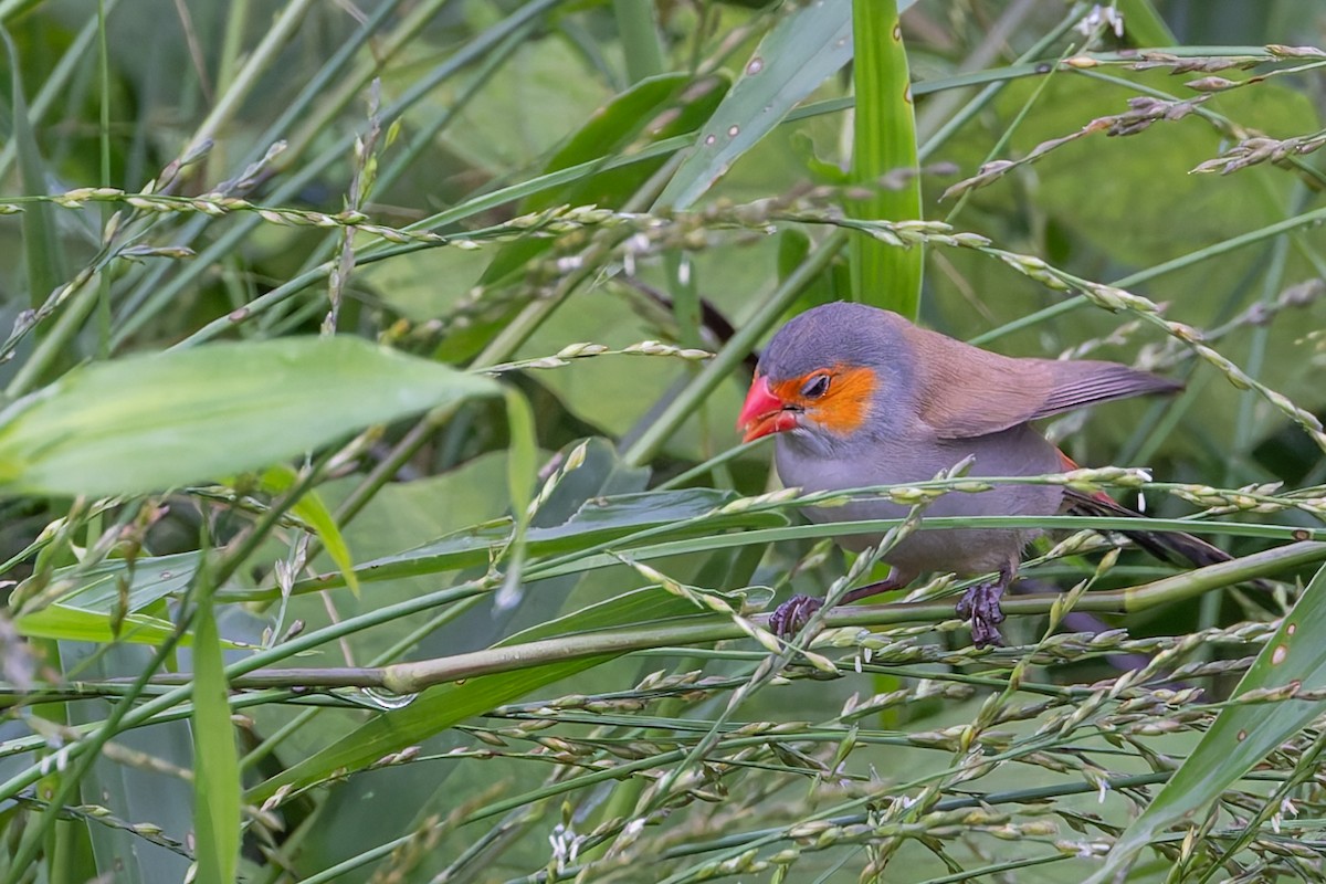 Orange-cheeked Waxbill - ML626255796