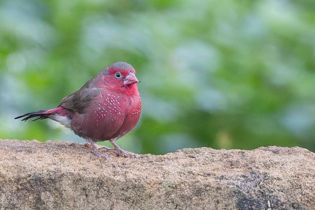 Bar-breasted Firefinch - ML626255807