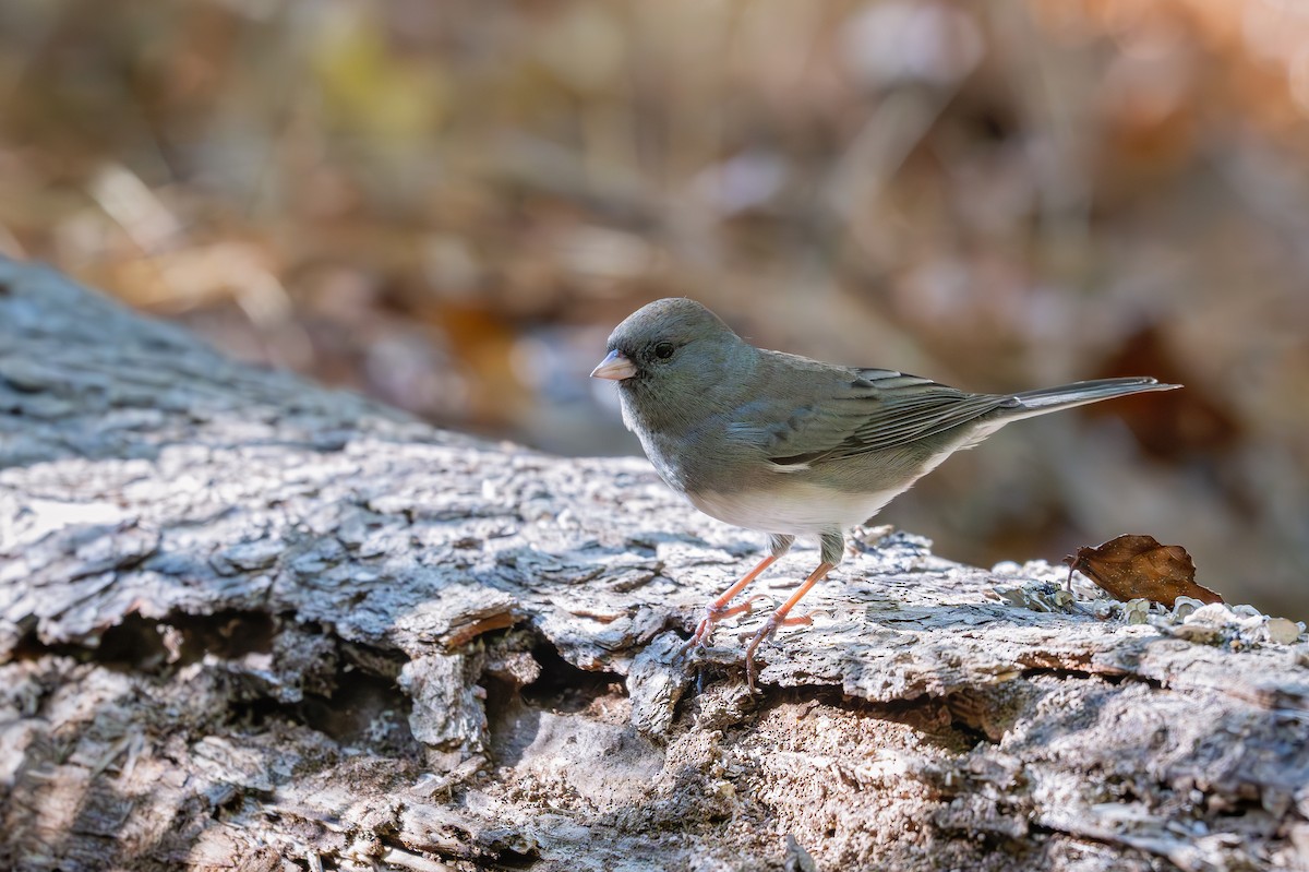 Winterammer (hyemalis/carolinensis) - ML626255889