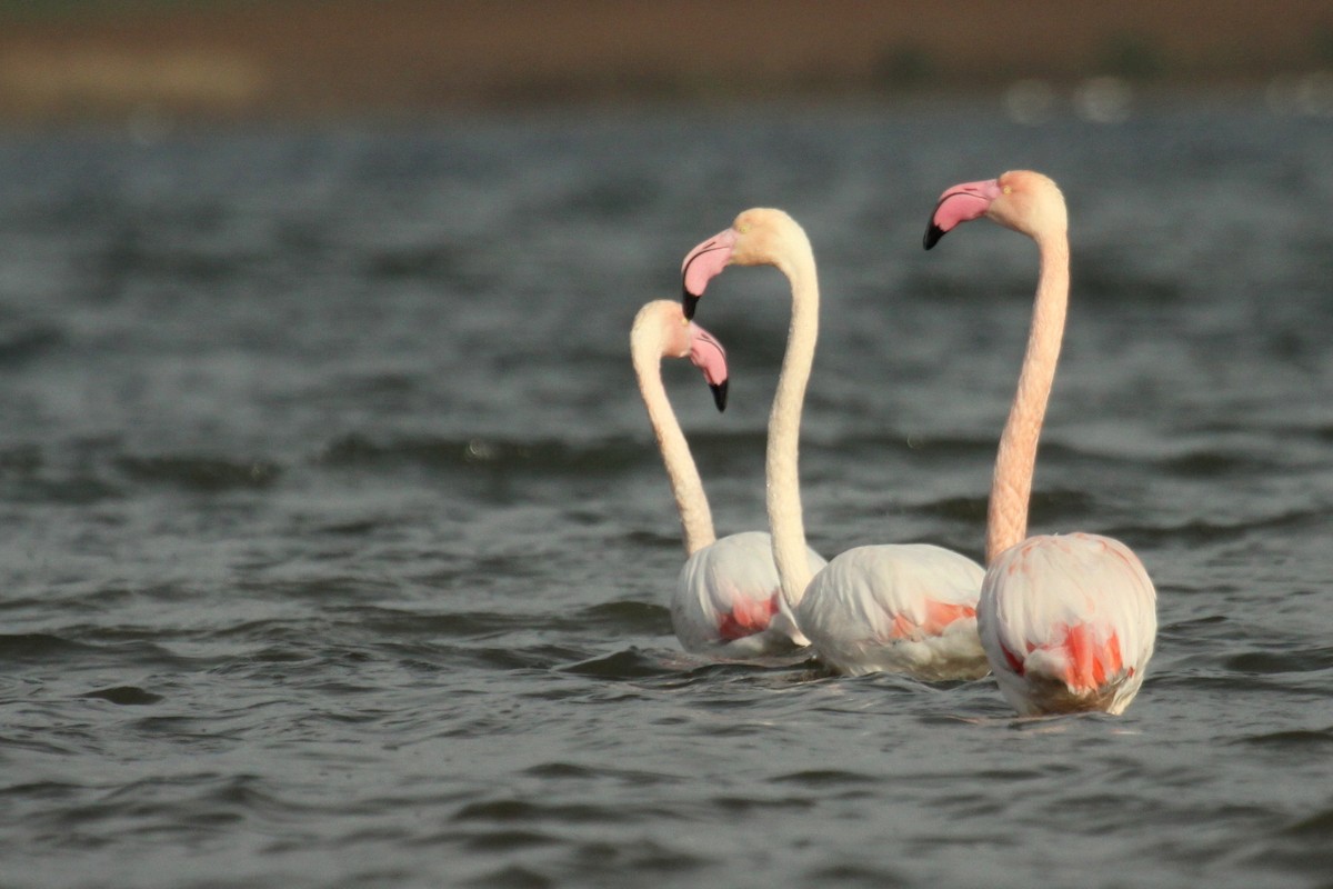 rosenflamingo - ML626255899