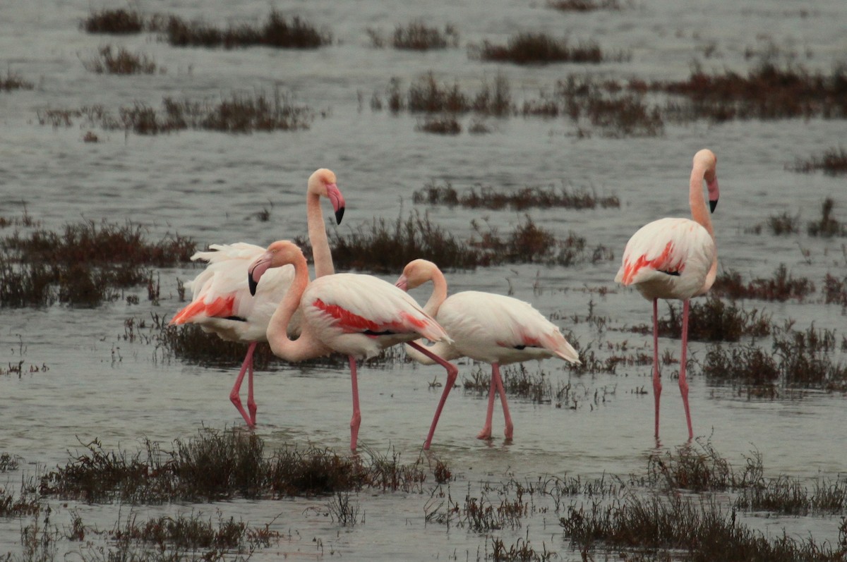 rosenflamingo - ML626255900