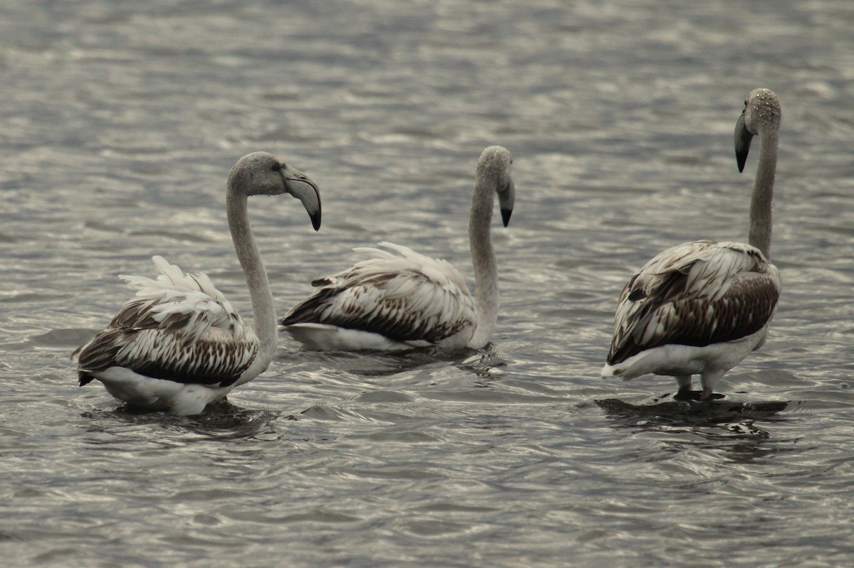 rosenflamingo - ML626255902