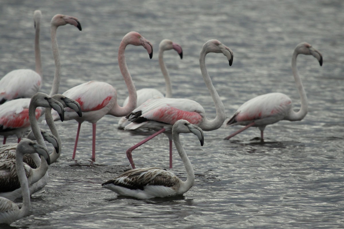 rosenflamingo - ML626255905