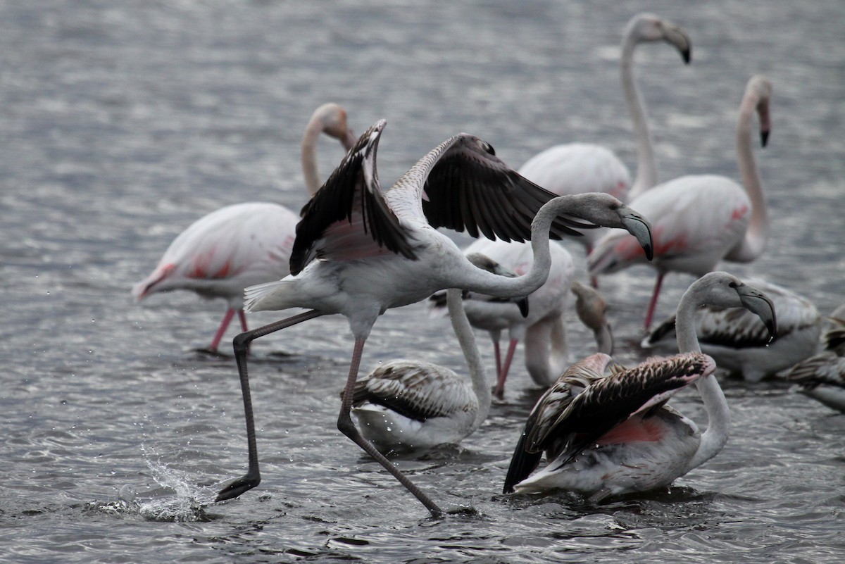 rosenflamingo - ML626255906