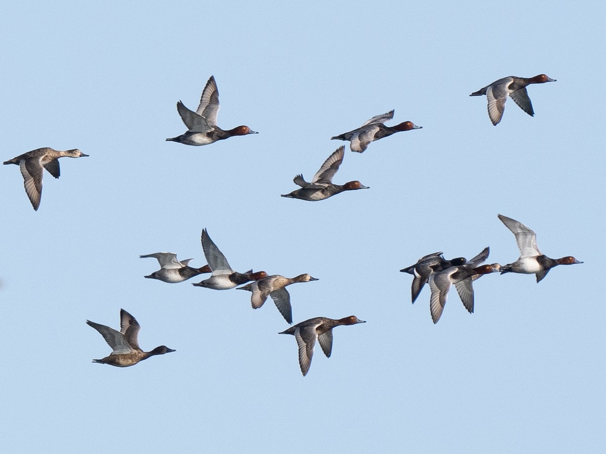 Lesser Scaup - ML626256373