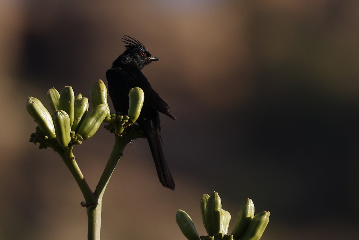 Phainopepla - ML626256442