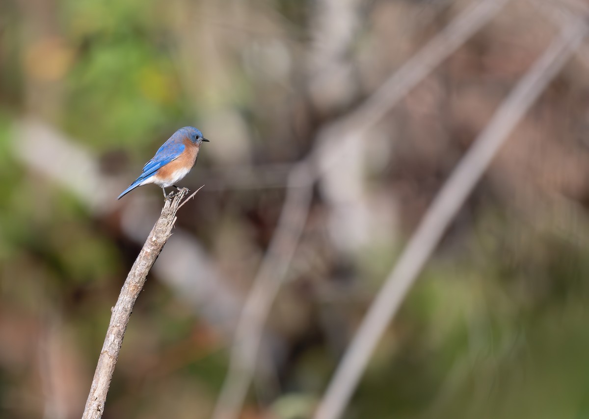Eastern Bluebird - ML626256463