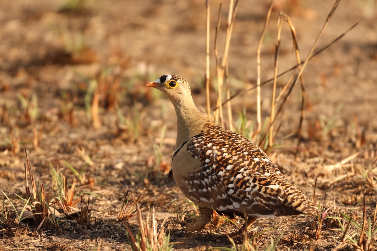 Double-banded Sandgrouse - ML626256470