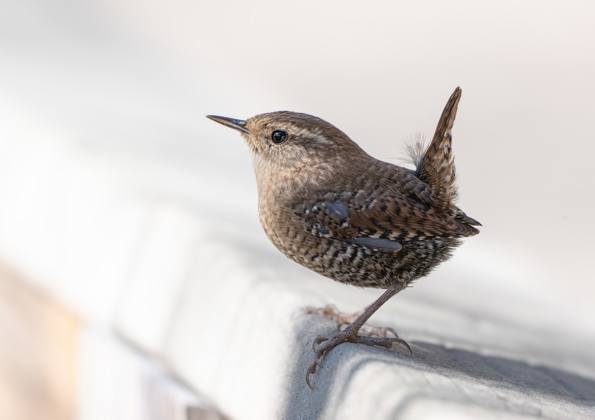 Winter Wren - ML626256662