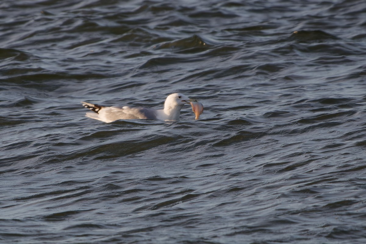 Caspian Gull - ML626256746