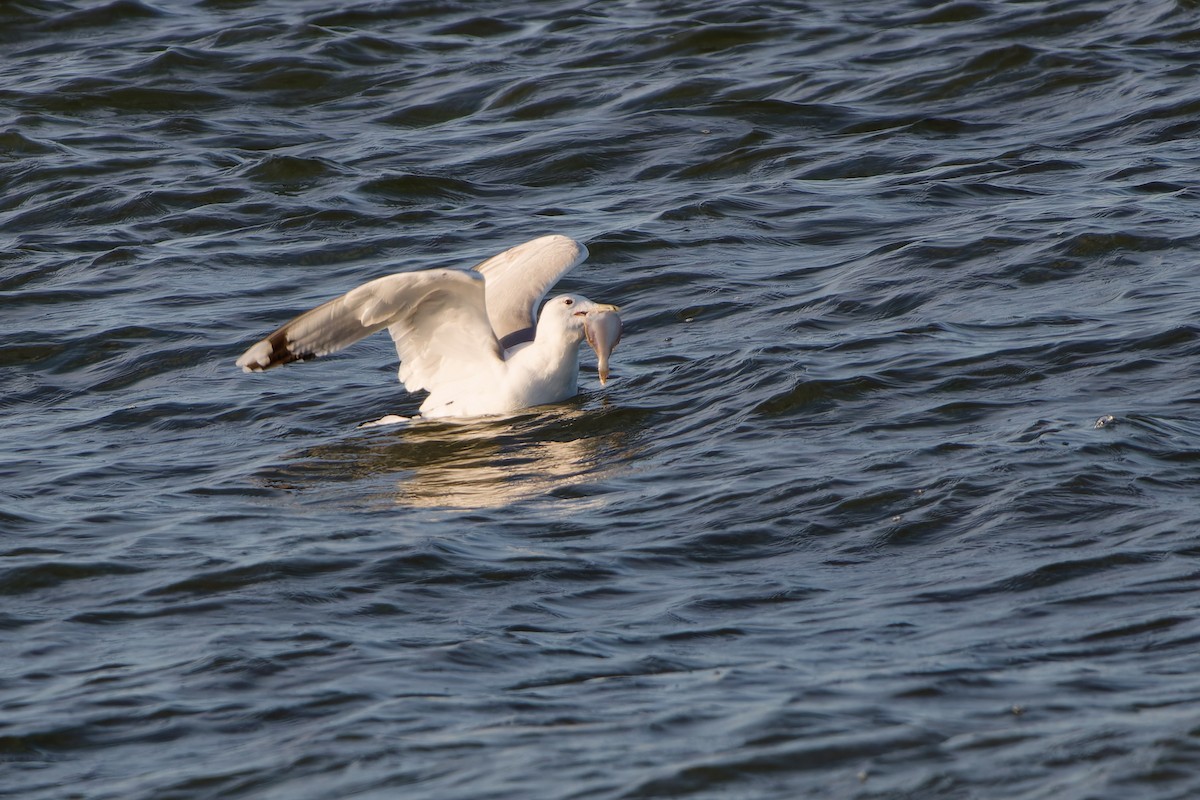 Caspian Gull - ML626256747