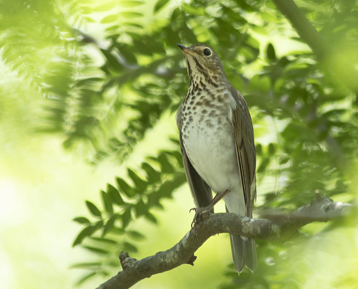 Swainson's Thrush - ML626256931