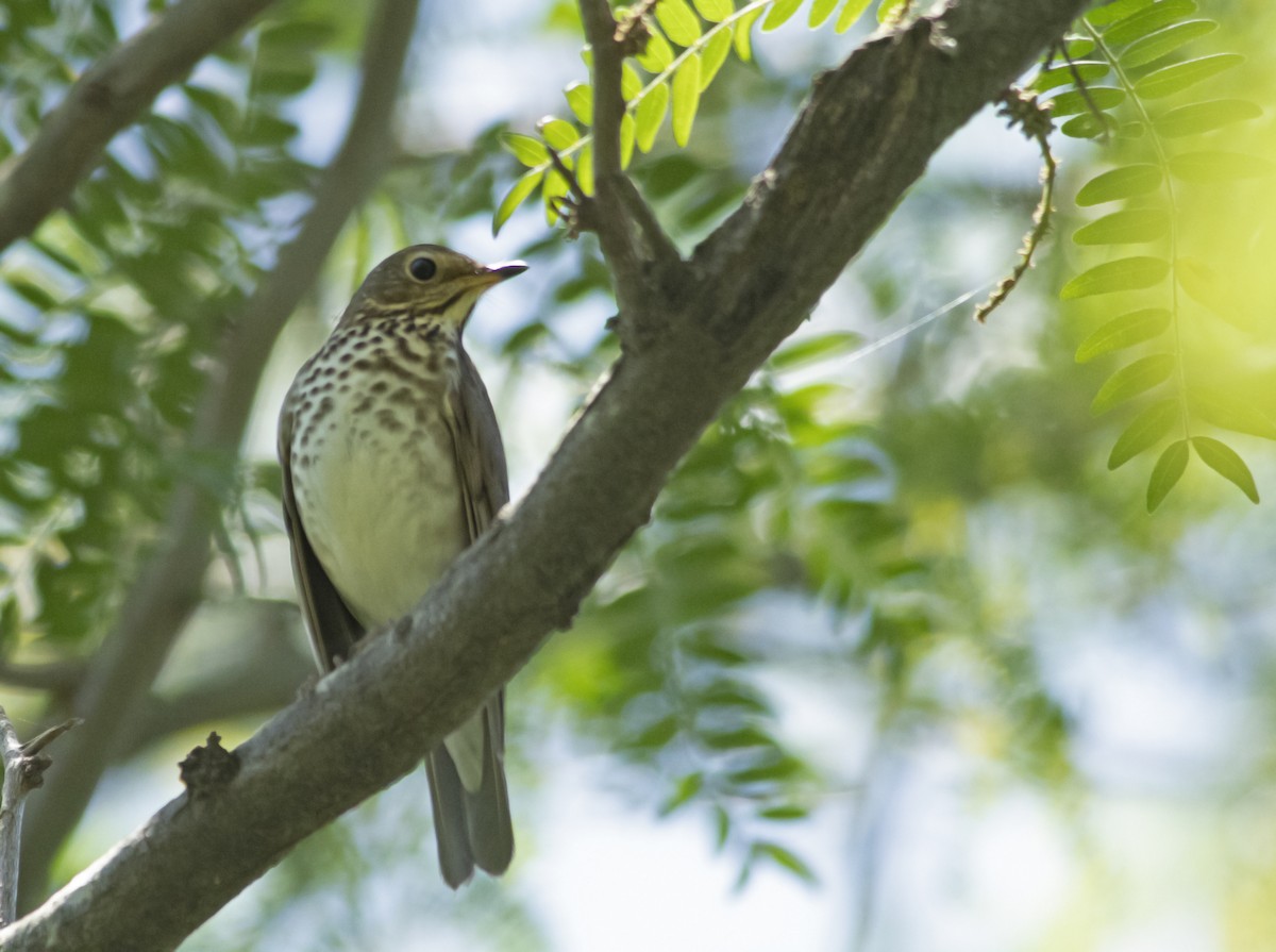 Swainson's Thrush - ML626256932