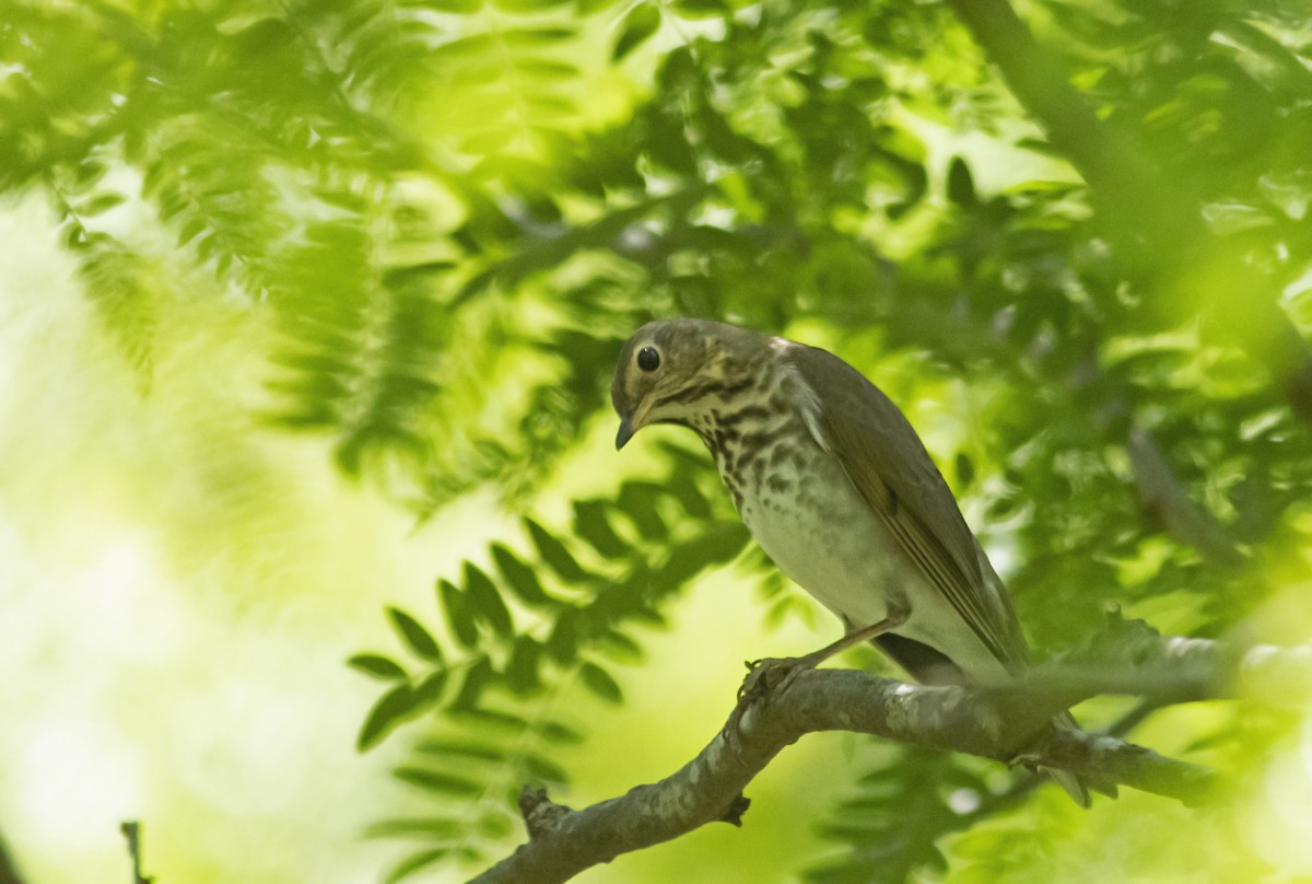 Swainson's Thrush - ML626256933