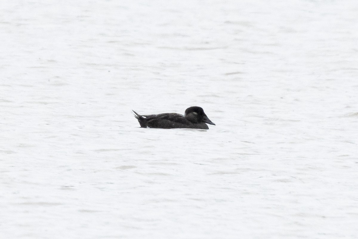 Surf Scoter - ML626257246