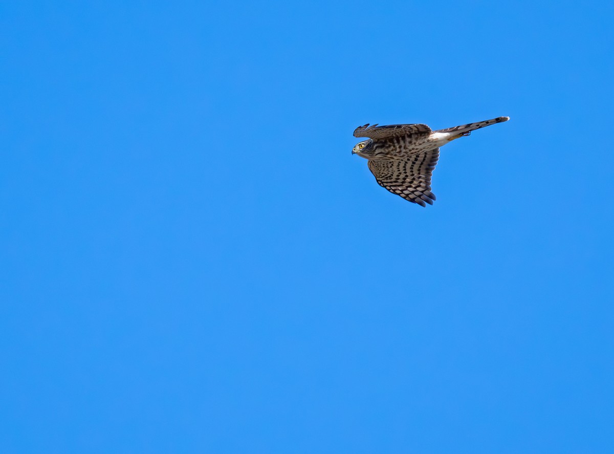 Sharp-shinned Hawk - ML626257266