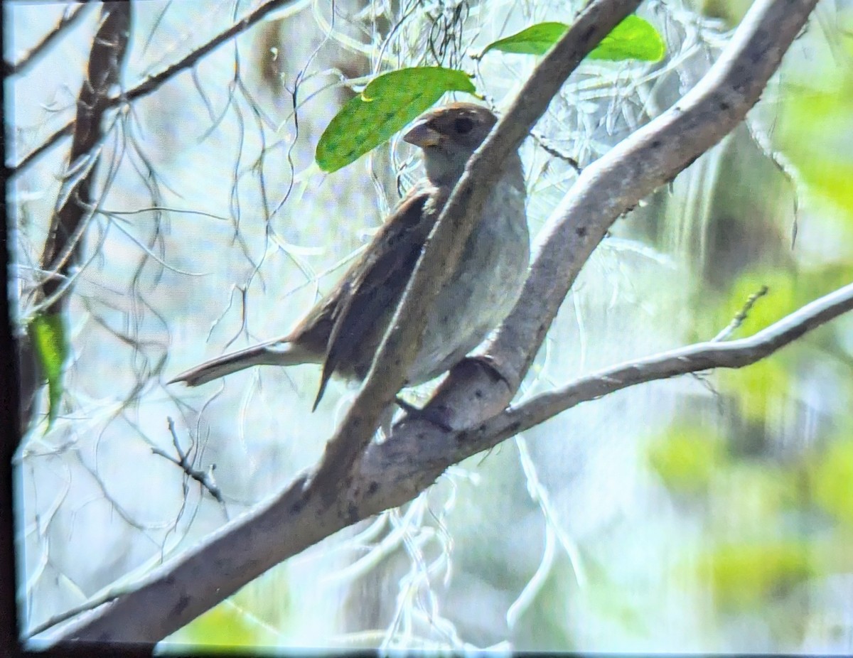 Indigo Bunting - ML626257315