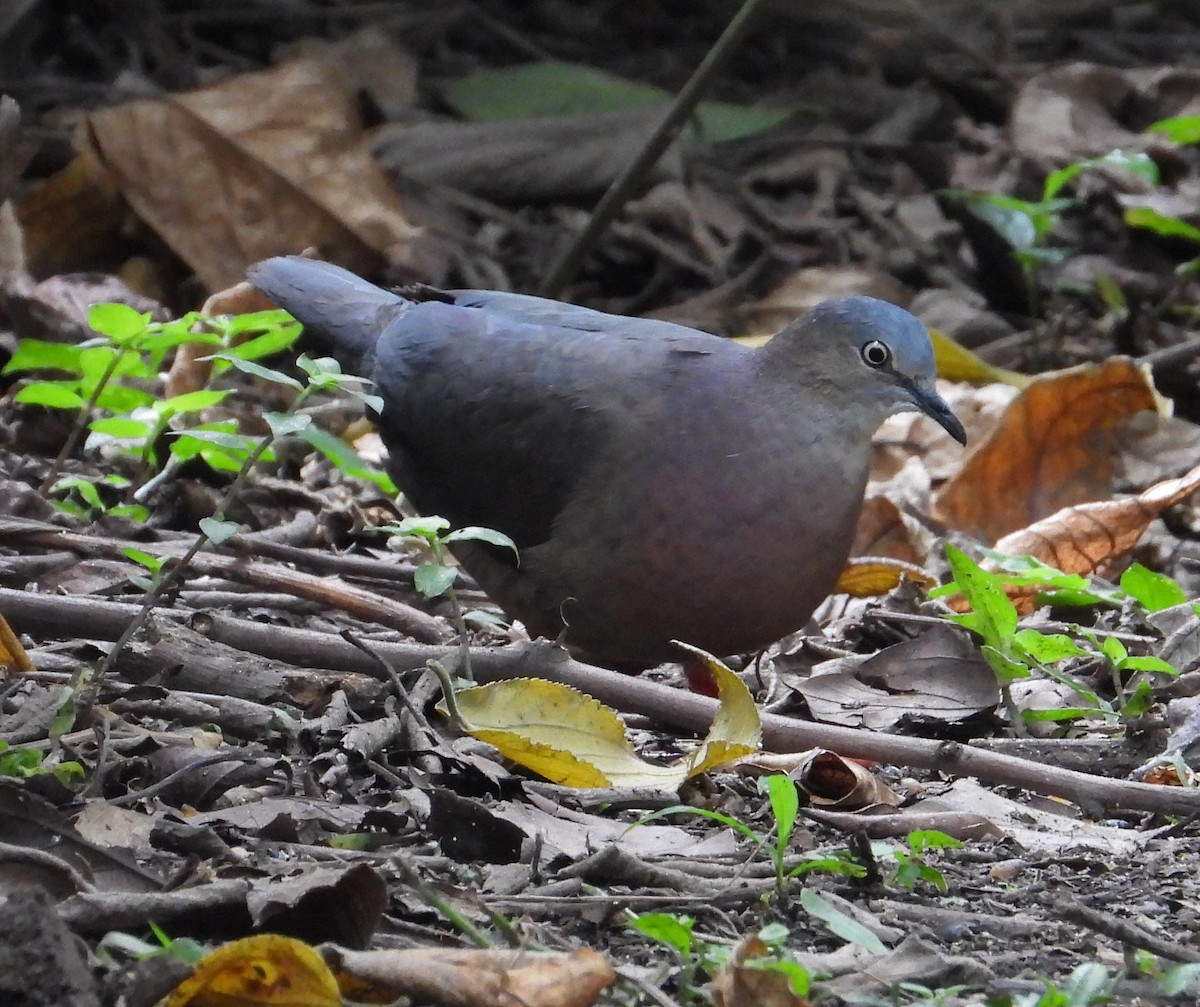 Tolima Dove - ML626257554