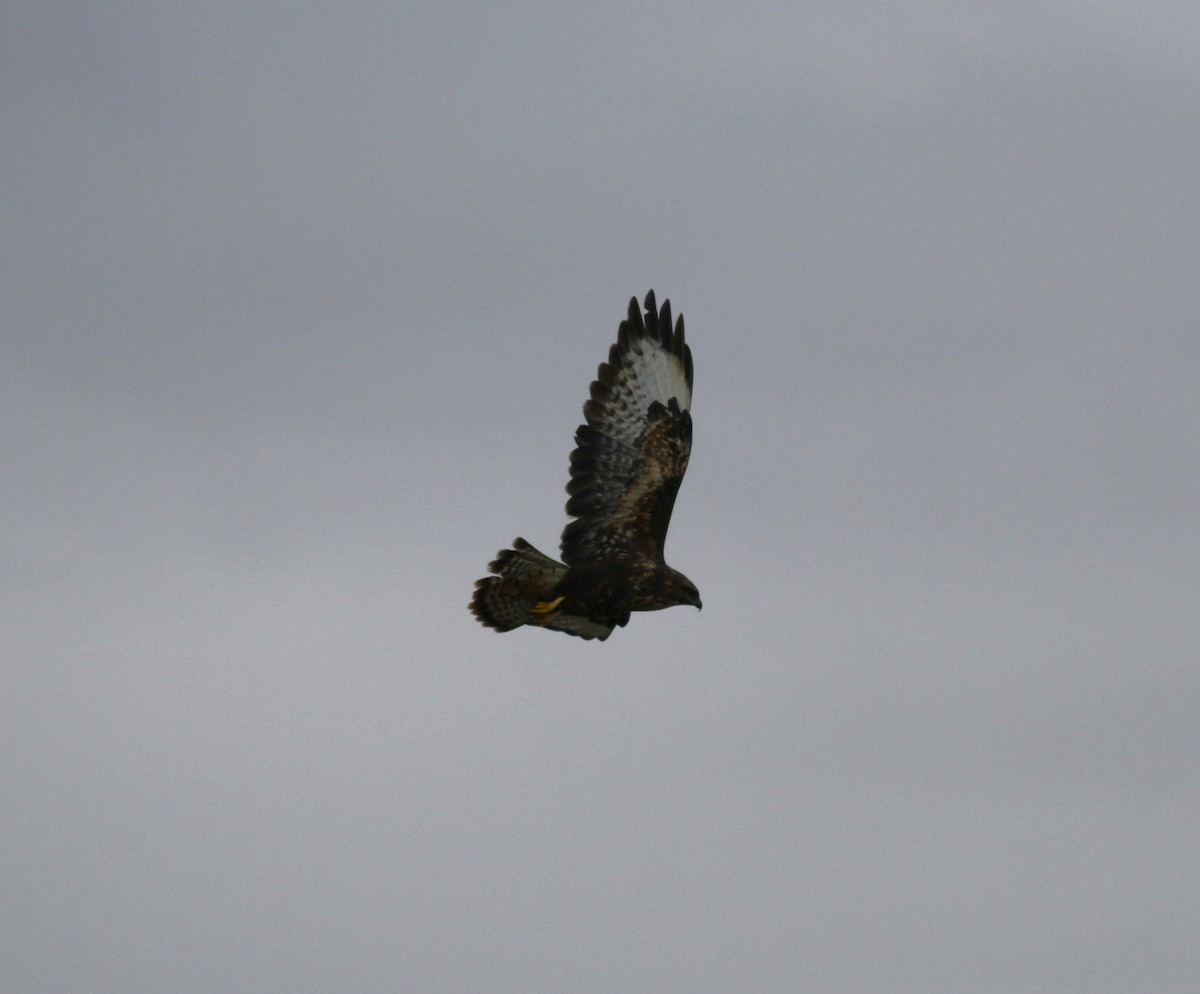 Common Buzzard (Azores) - ML626257810
