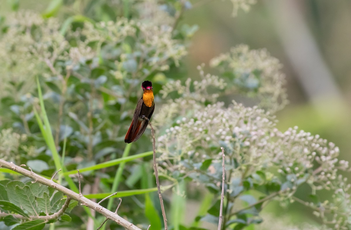 Ruby-topaz Hummingbird - ML626257818