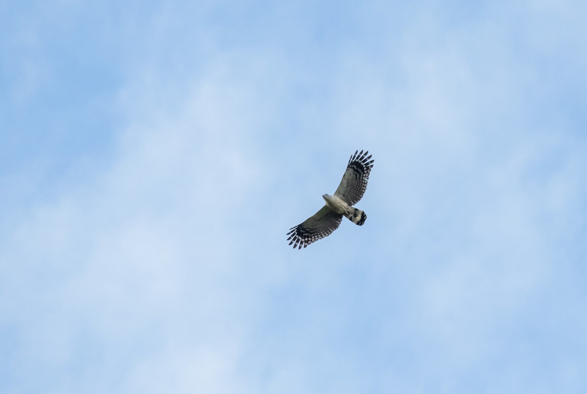 White-collared Kite - ML626257829