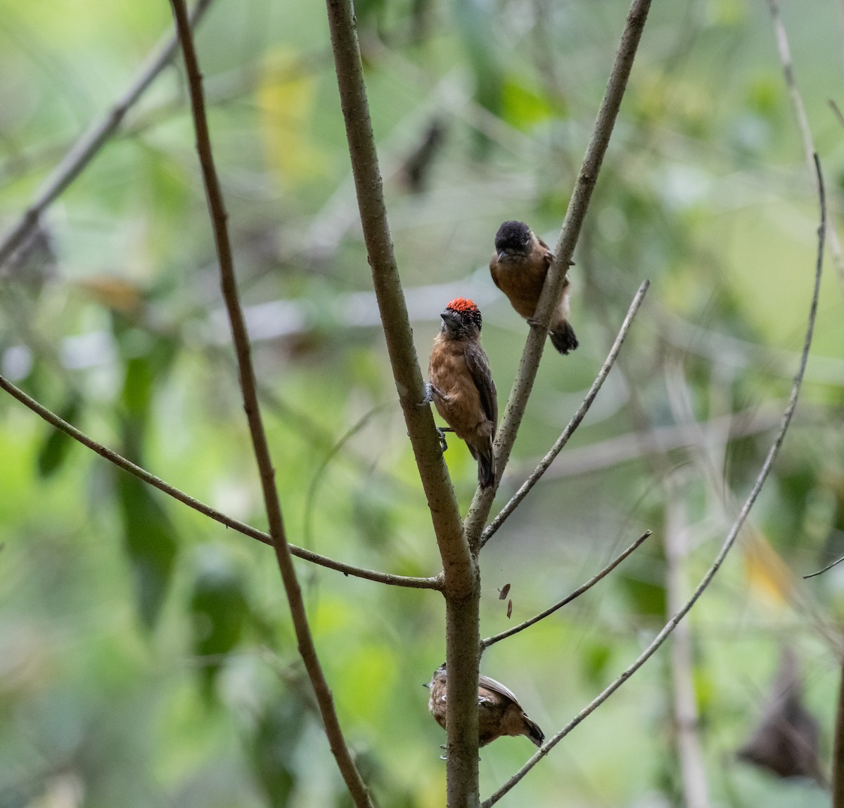 Ochraceous Piculet - ML626257843