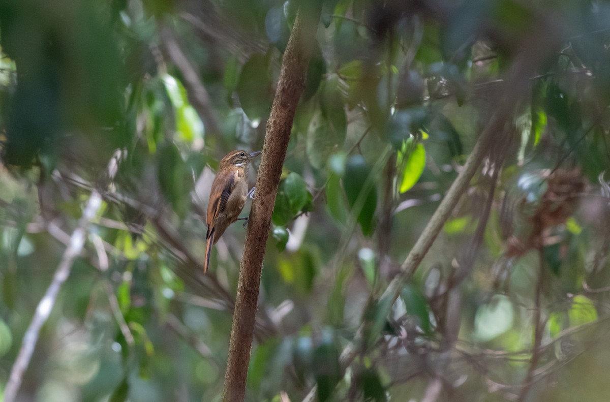 Amazonian Plain-Xenops - ML626257853