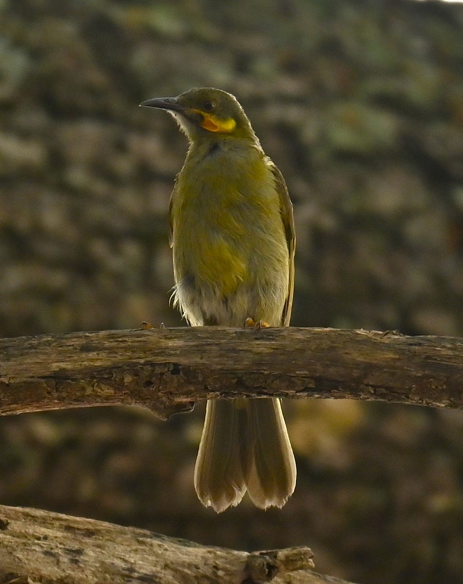 Eastern Wattled-Honeyeater - ML626258035