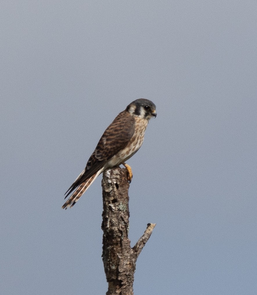 American Kestrel - ML626258058