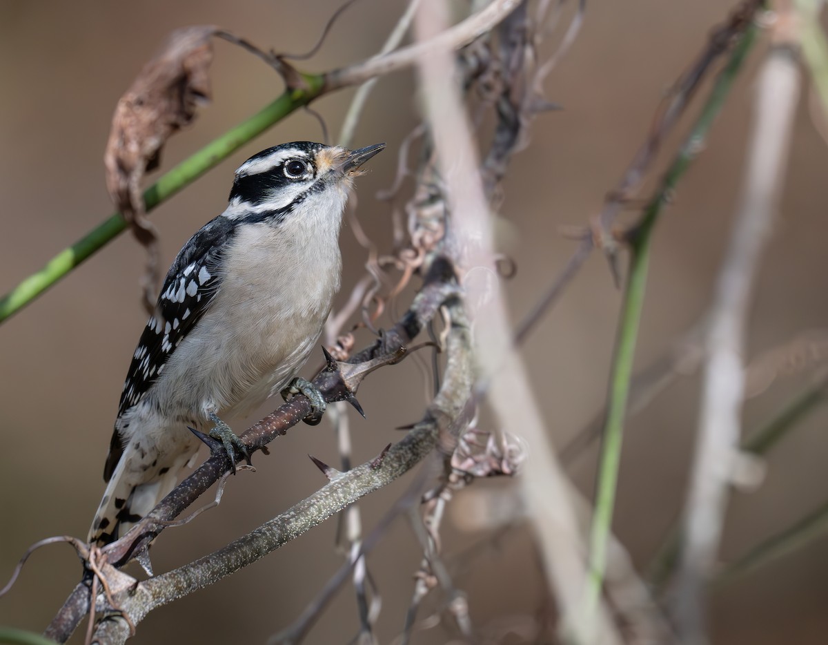 Downy Woodpecker (Eastern) - ML626258172