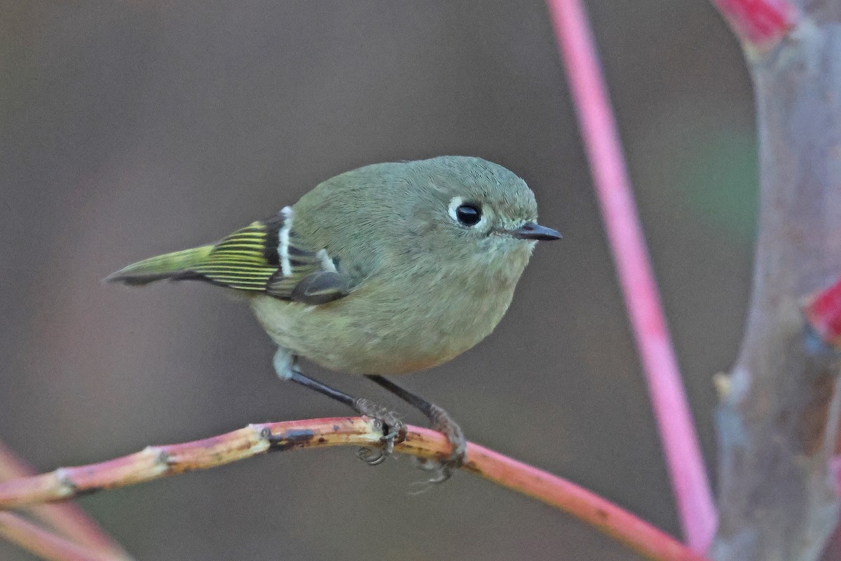 Ruby-crowned Kinglet - ML626258265