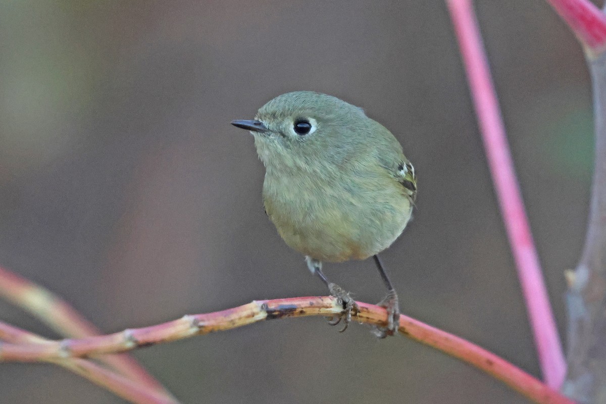 Ruby-crowned Kinglet - ML626258266