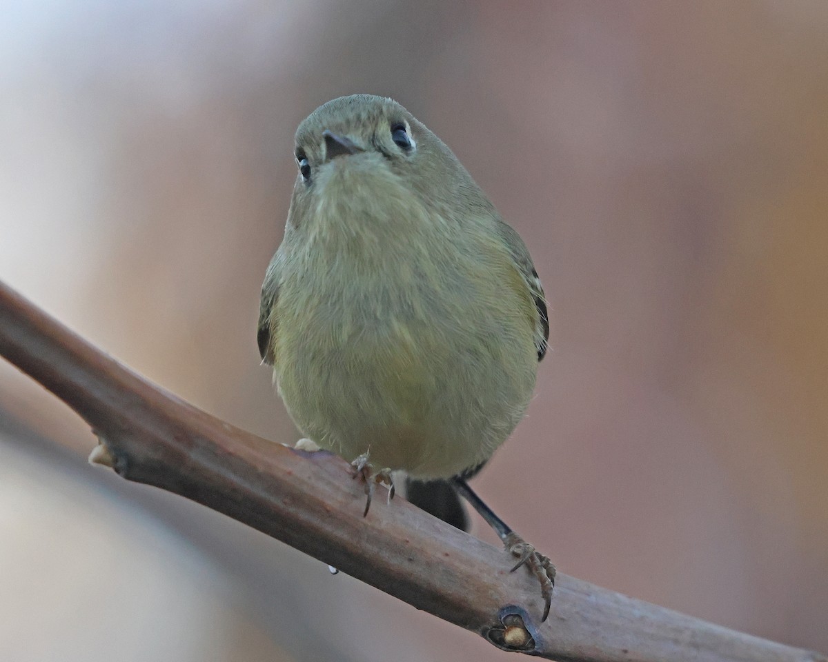 Ruby-crowned Kinglet - ML626258267