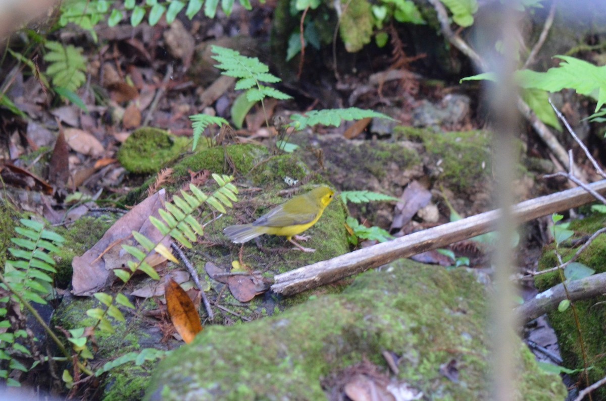 hetteparula - ML626258318