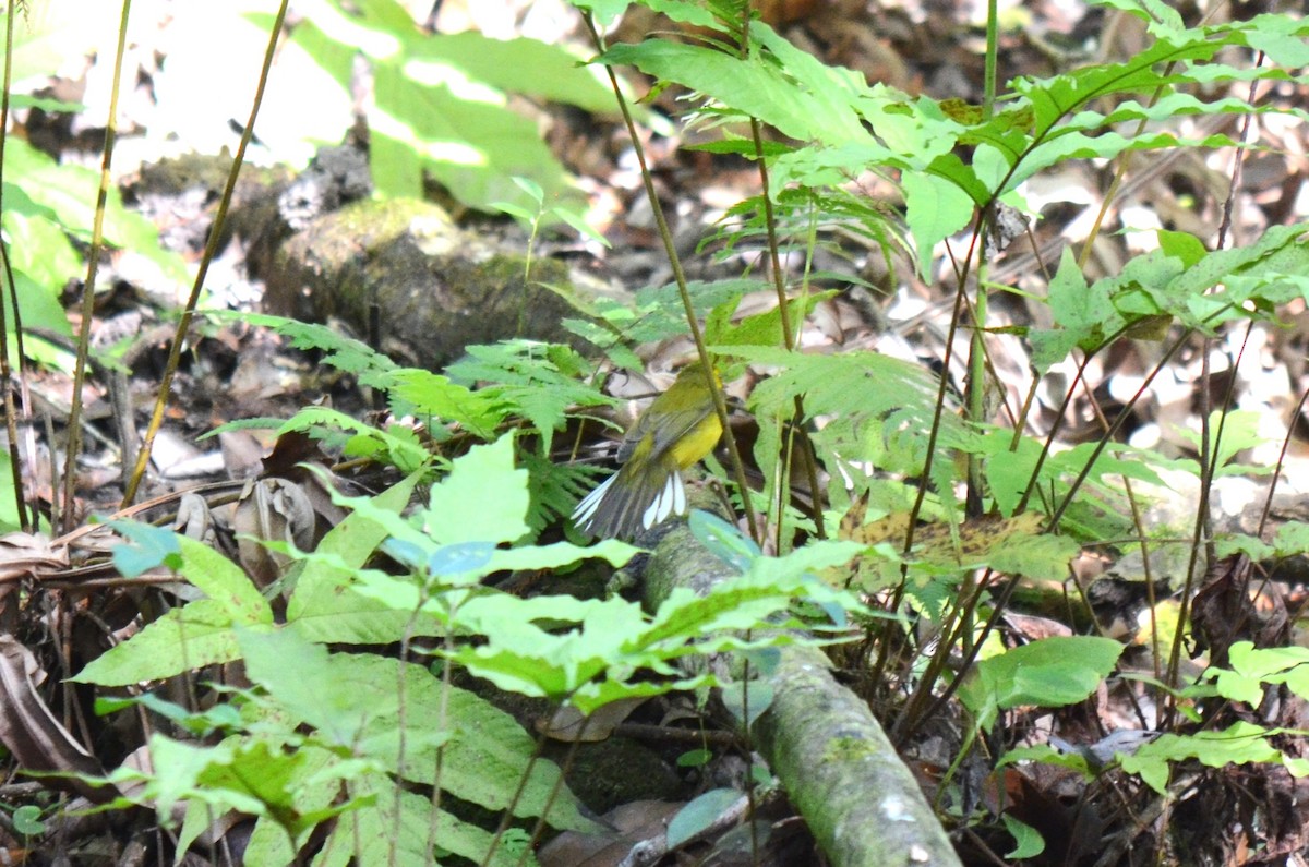 hetteparula - ML626258319